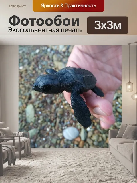 Фотообои Turtle