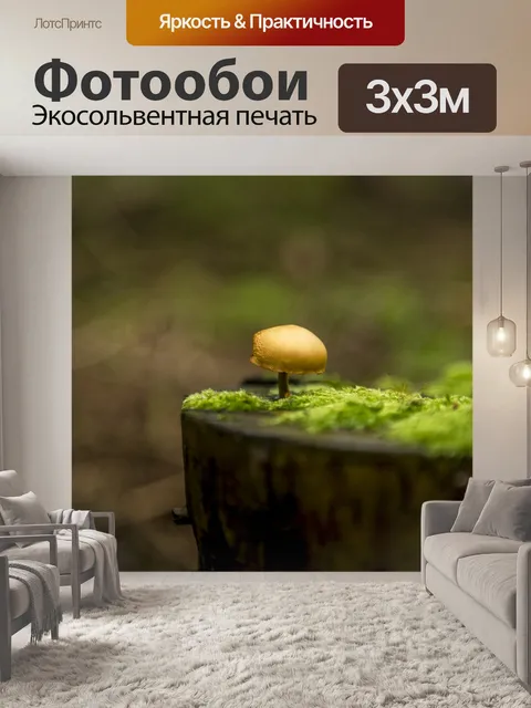 Фотообои Дикие грибы