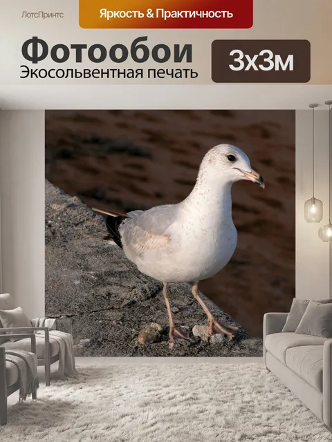 Фотообои Чайка