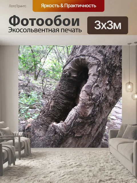 Фотообои марула дерево с большим поражением