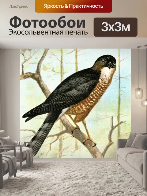 Фотообои Острый ястреб