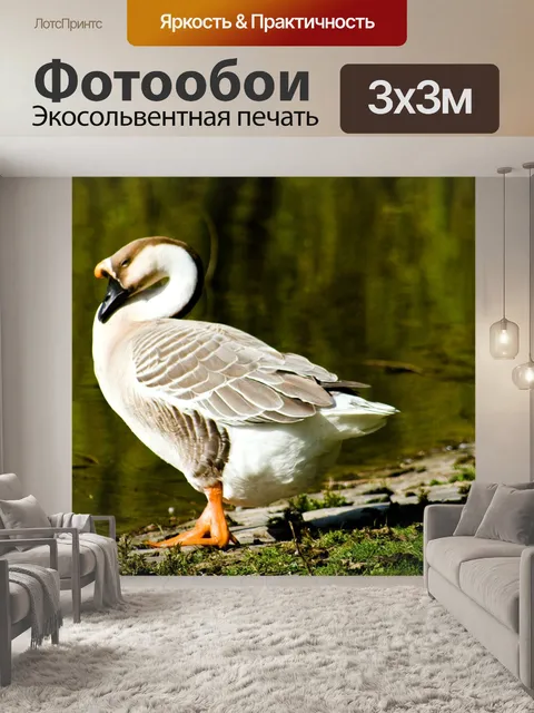 Фотообои Гусь