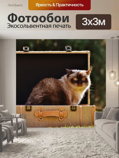 Фотообои Кот