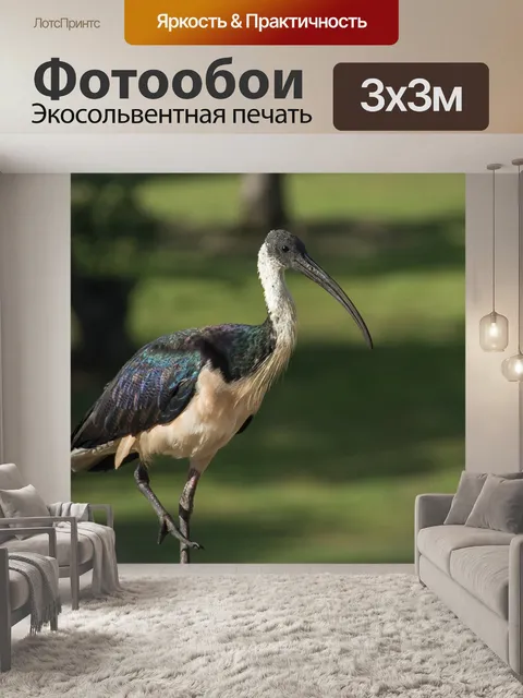 Фотообои Птица
