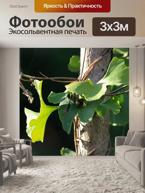 Фотообои солнечный свет на зеленом гинкго билоба