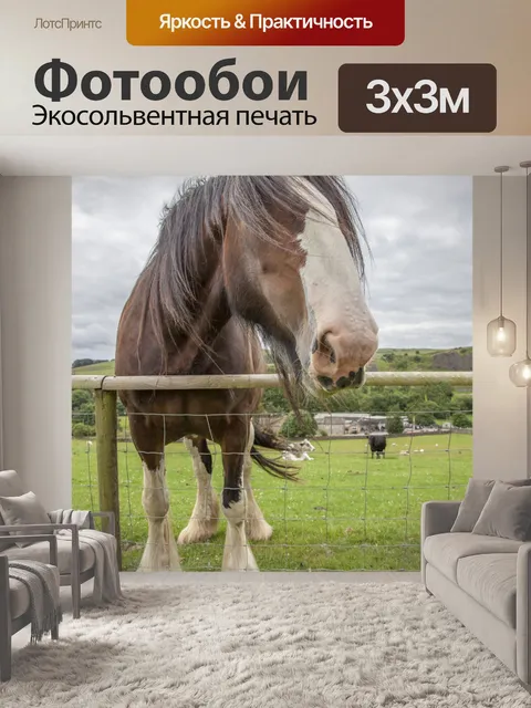 Фотообои Домашняя лошадь