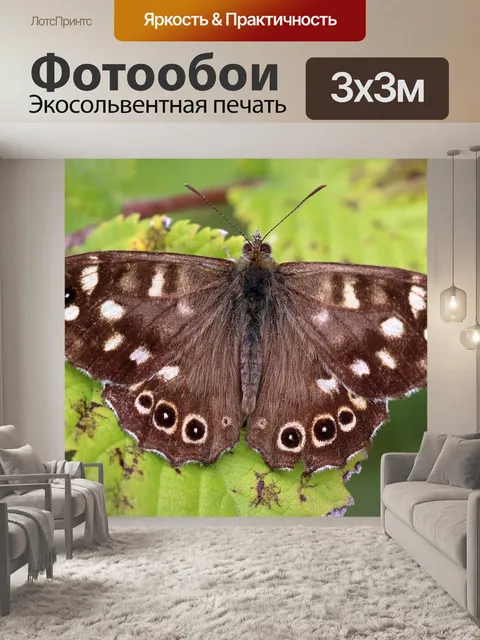 Фотообои Бабочка