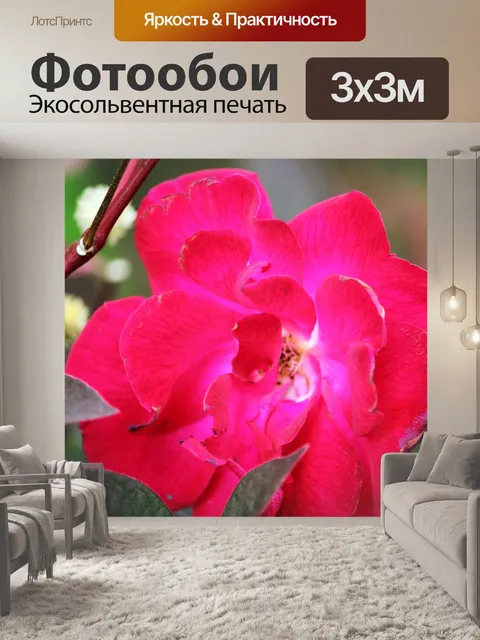 Фотообои дикая красная роза