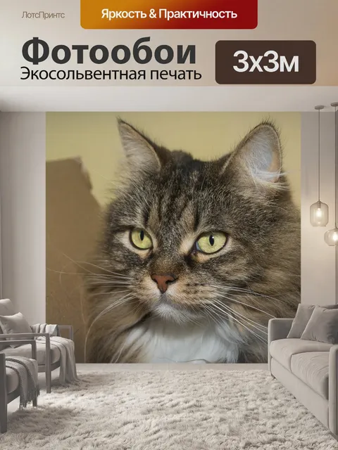 Фотообои Кот