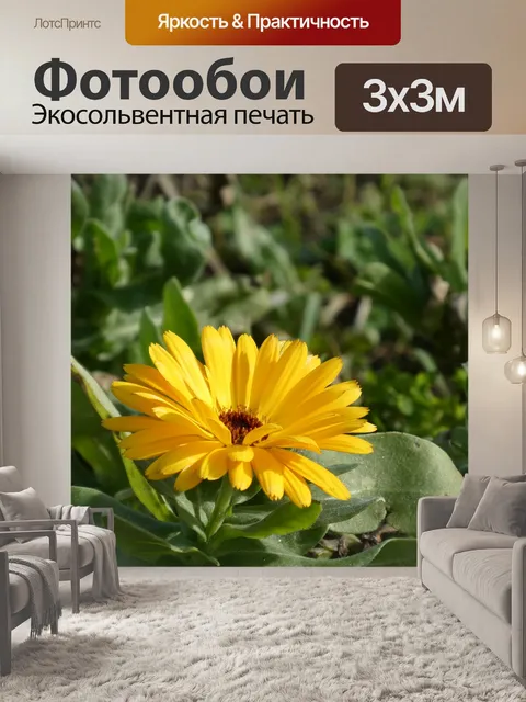 Фотообои Желтый цветок сорта герберы