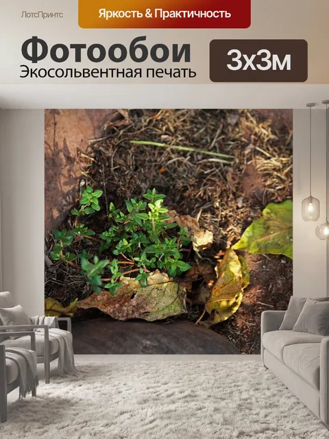 Фотообои молодое растение тимьяна в саду трав
