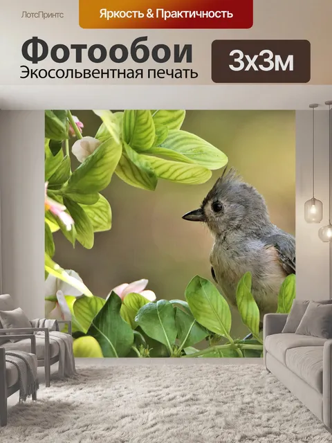 Фотообои Молодой Tftmouse Tftmouse крупным планом