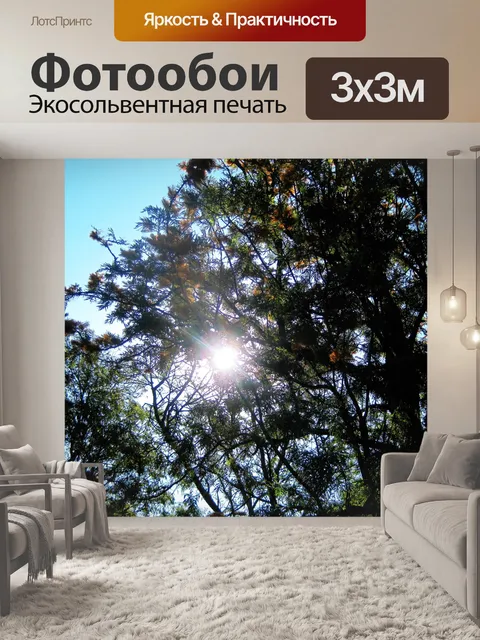 Фотообои Солнце сквозь серебряного дуба