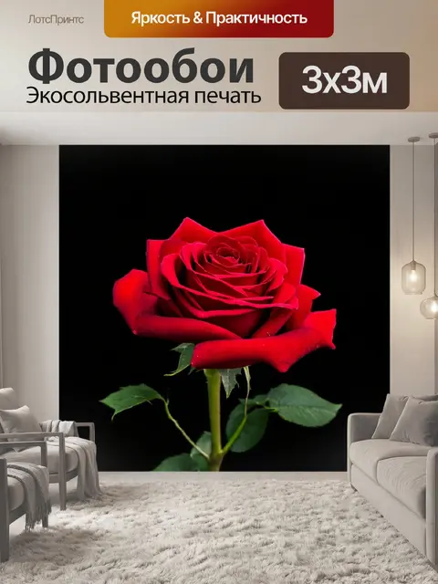 Фотообои классическая красная роза на черном фоне