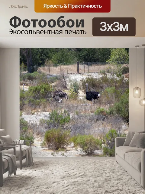 Фотообои Страусы в поле