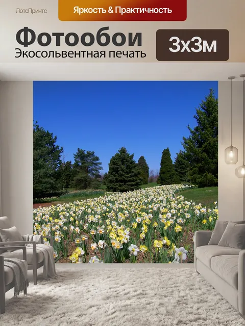 Фотообои Нарциссы и вечнозеленых растений