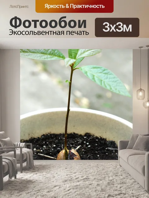 Фотообои Авокадо завод