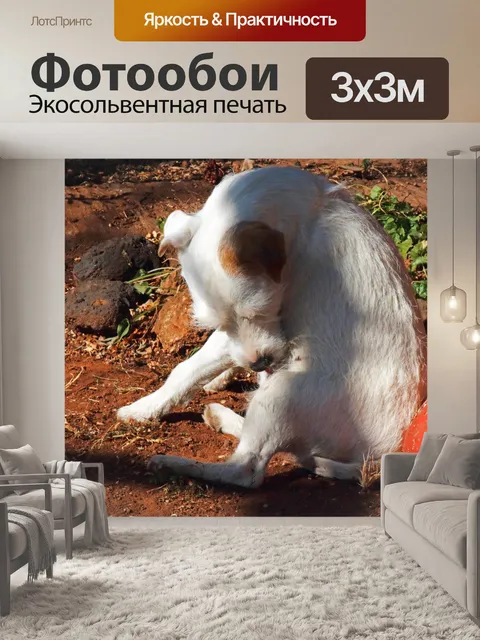 Фотообои белые пасторы джек рассел сука