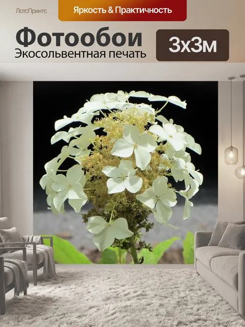 Фотообои Гортензия