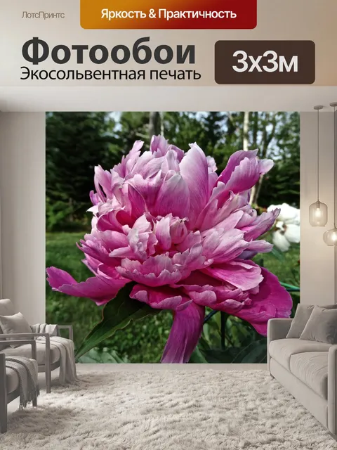 Фотообои Розовый пион
