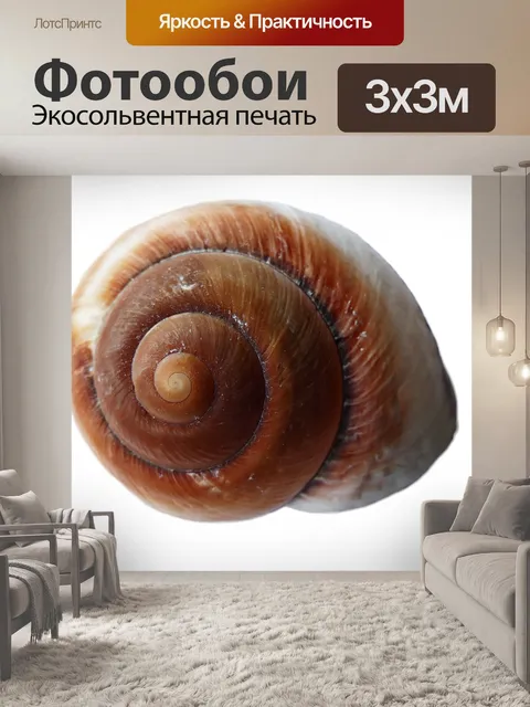Фотообои Морская ракушка
