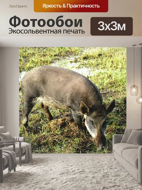 Фотообои Кабан
