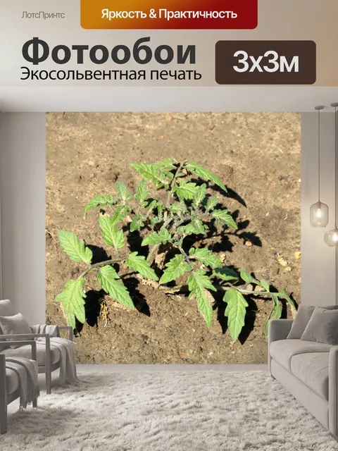 Фотообои Молодой томатный завод