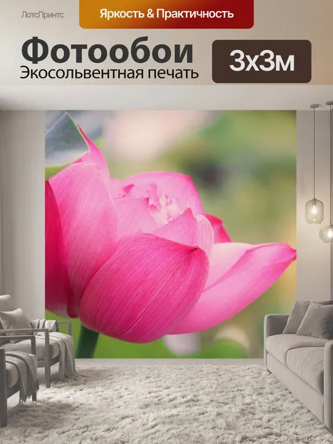 Фотообои Цветы лотоса цветут
