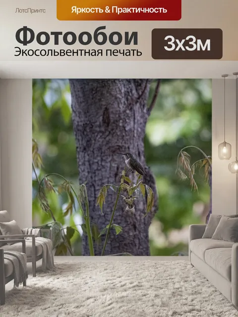 Фотообои Колибри Анны