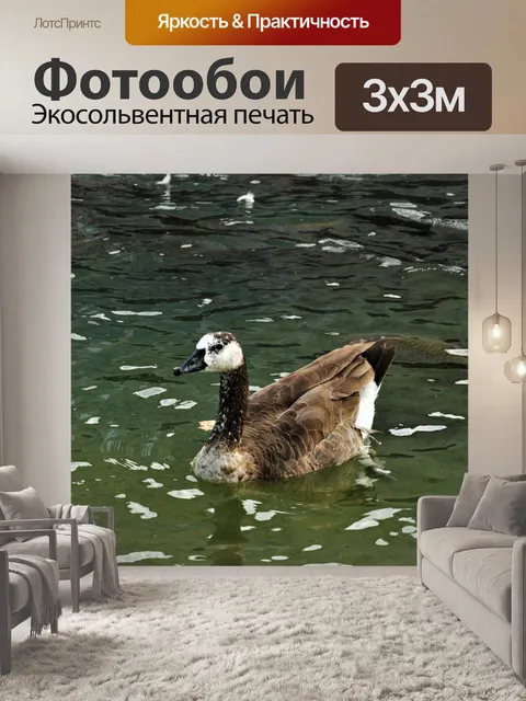 Фотообои Коричневый и белый гусь на озере