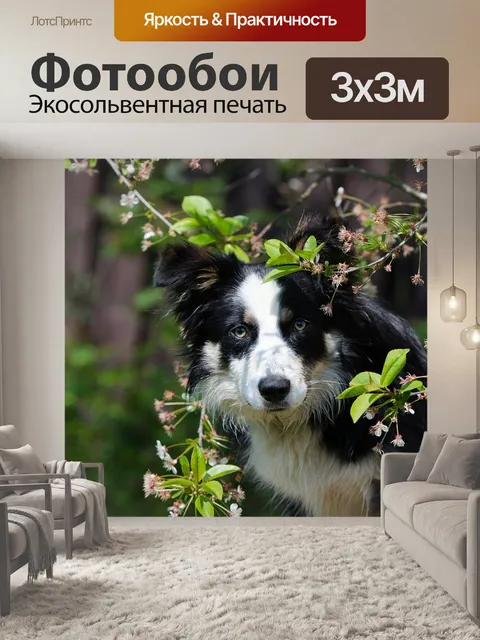 Фотообои Бордер-колли