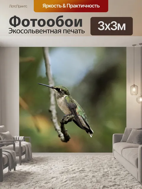 Фотообои Колибри на ветке дерева