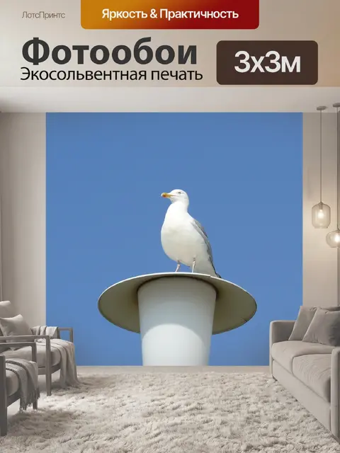 Фотообои Чайка
