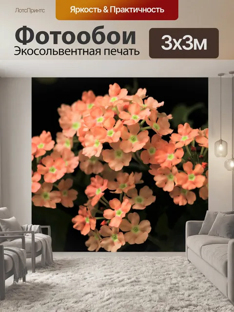 Фотообои Оранжевые цветы вербены на черном