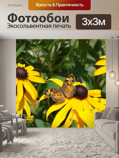 Фотообои Довольно черный и оранжевый Бабочка