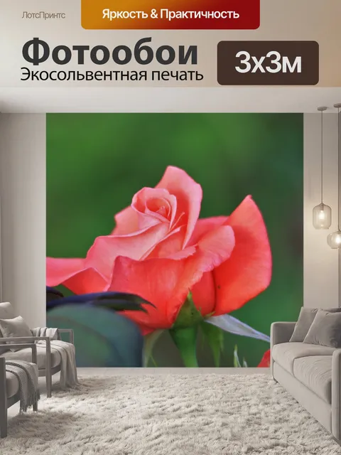 Фотообои Розовая роза цветение