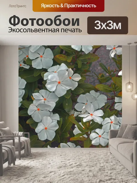 Фотообои Белые цветы Оранжевые центры