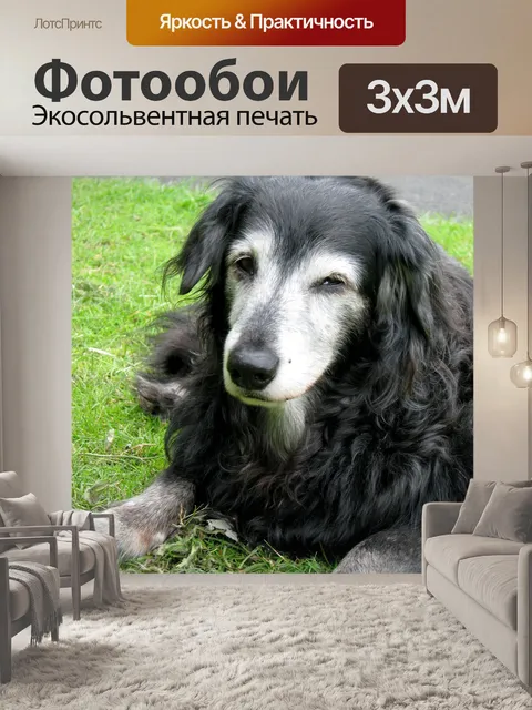Фотообои Старшая собака