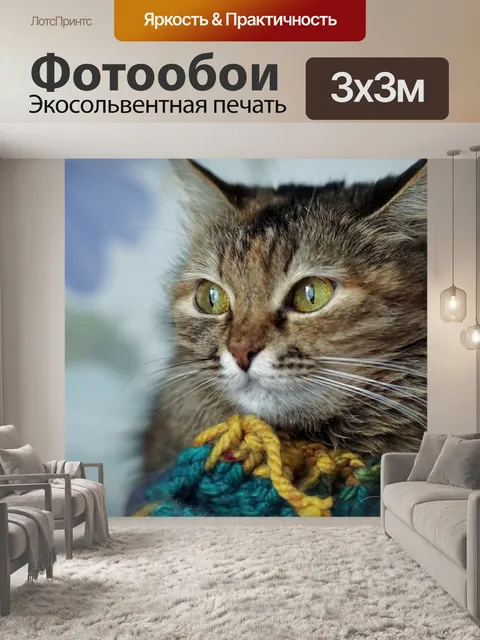 Фотообои Кот