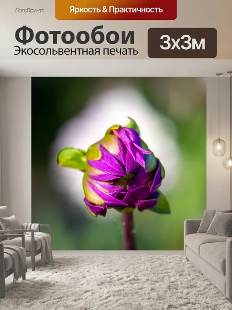 Фотообои георгин, бутонизация, бутон цветка