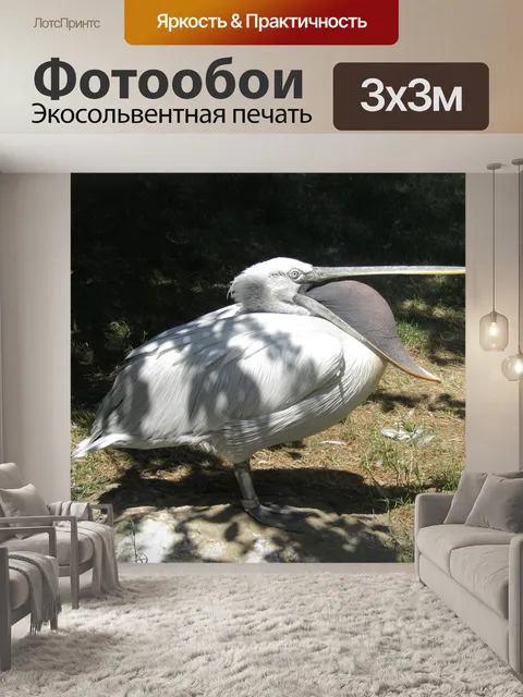 Фотообои Пеликан
