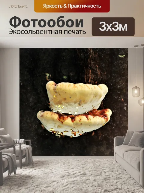 Фотообои Белый чашевидный грибок на дереве