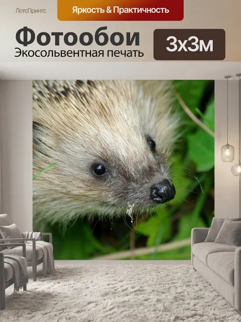 Фотообои Ежик