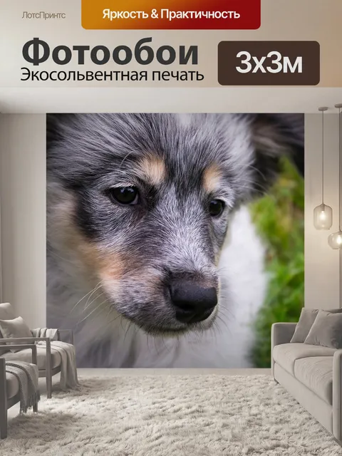 Фотообои Собака
