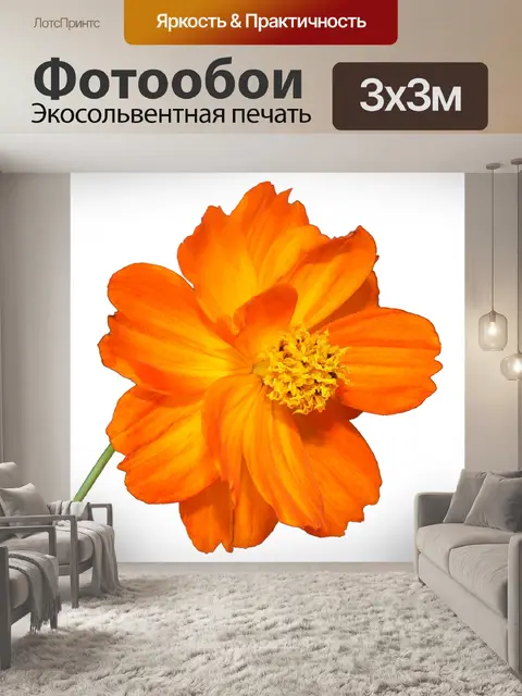 Фотообои Окрашенными в оранжевый цвет георгин