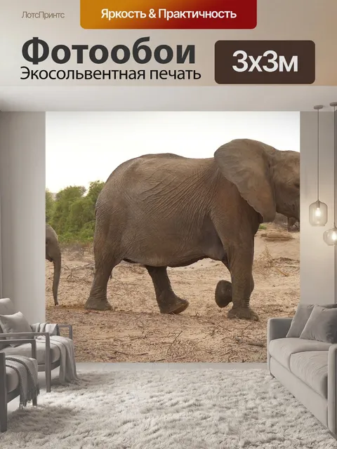 Фотообои Слоны