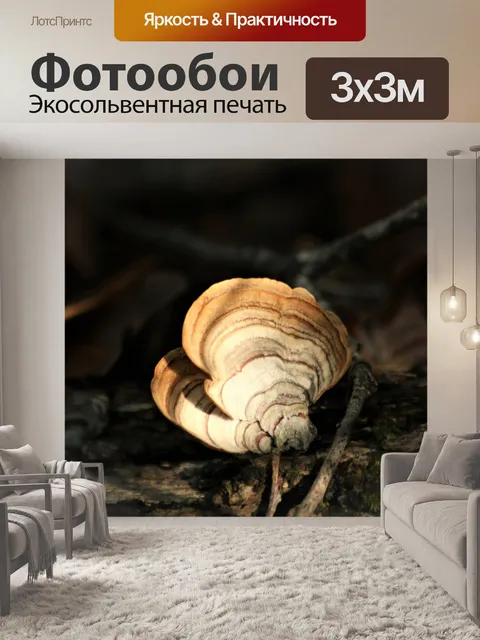 Фотообои Коричневая полосатая турецкая хвостовая