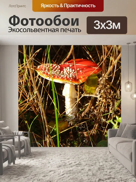 Фотообои Гриб