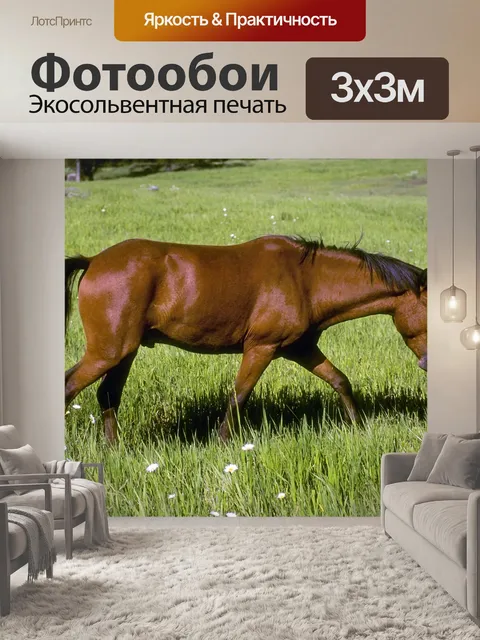 Фотообои Лошадь