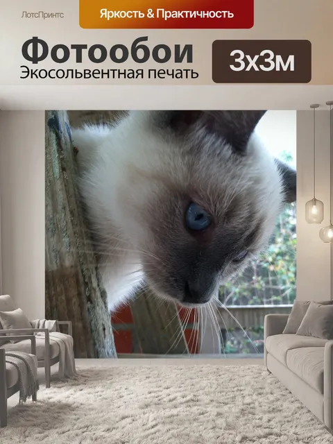 Фотообои Сиамский